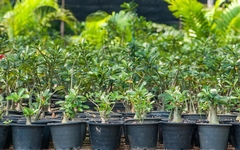Garden to Table: How Plant Nurseries Are Embracing Edible Landscaping
