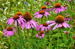 Top 7 Drought-Resistant Plants to Transform Your Landscape Without Sacrificing Beauty