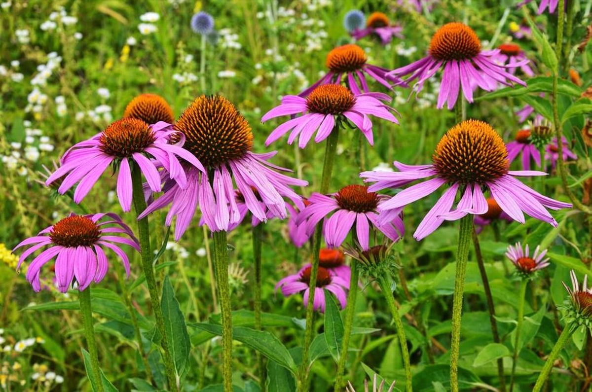 Top 7 Drought-Resistant Plants to Transform Your Landscape Without Sacrificing Beauty