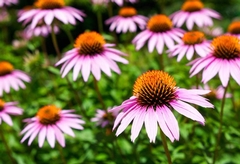 Perennial Possibilities: Choosing the Right Long-Lasting Plants for Low-Maintenance Gardens
