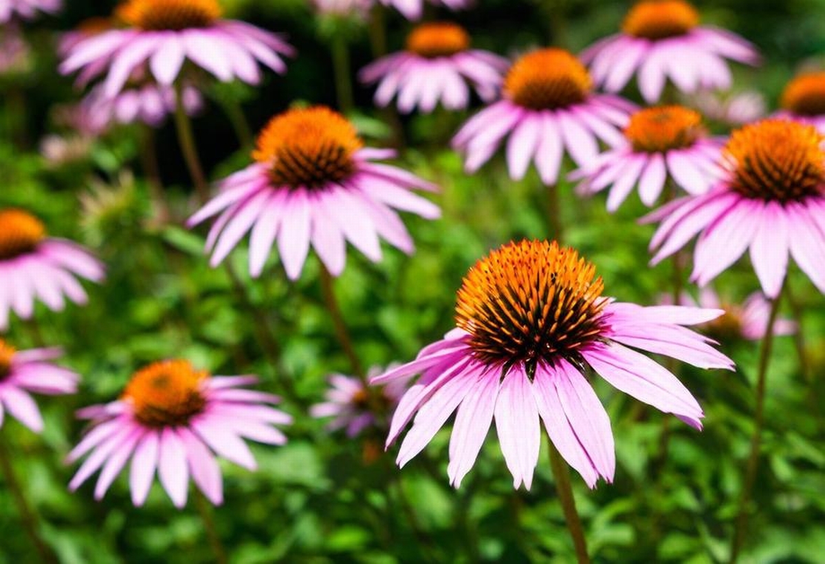Perennial Possibilities: Choosing the Right Long-Lasting Plants for Low-Maintenance Gardens