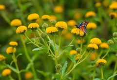 Battle of the Green Giants: Native Plants vs. Exotic Species in Landscaping