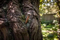 Do Copper Nails Kill Trees or Is It a Myth?