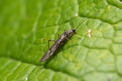 How to Get Rid of Thrips Before They Destroy Your Garden
