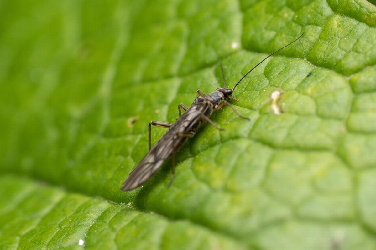 How to Get Rid of Thrips Before They Destroy Your Garden