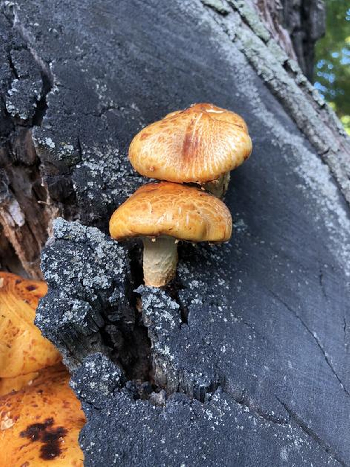 Why Mushrooms That Grow on Trees Can Signal Internal Decay