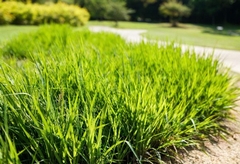 How to Maintain Grass for a Healthy and Lush Lawn Year-Round